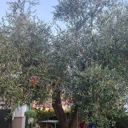 Apartman Casa Di Enrico Asciano Pisano